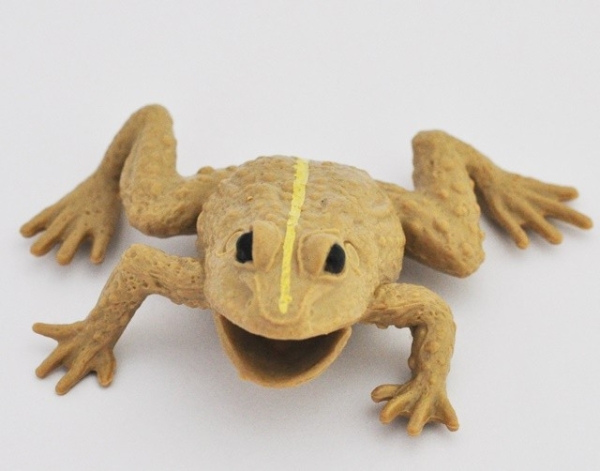 Камышовая жаба 