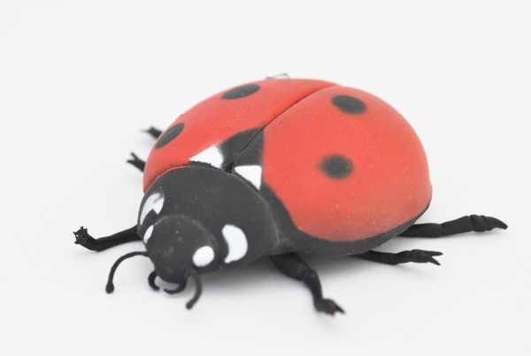 Божья коровка, coccinella 